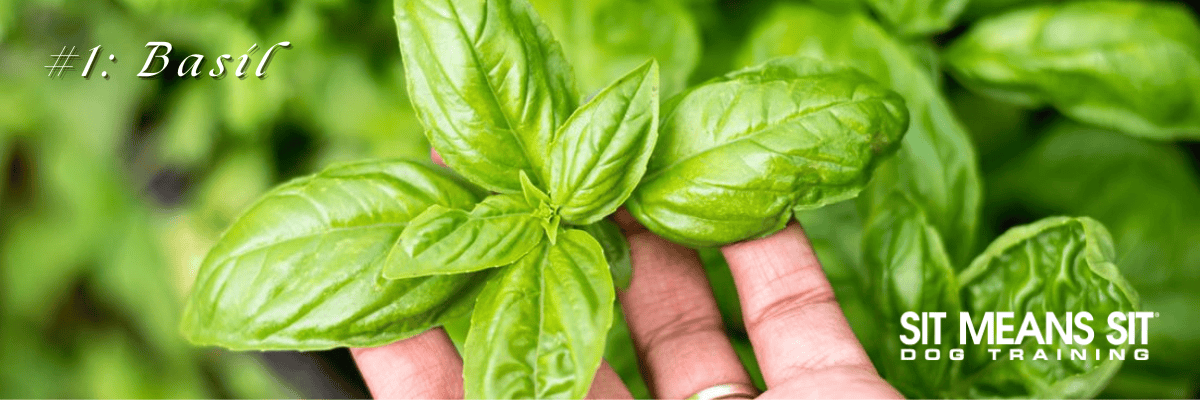 Basil