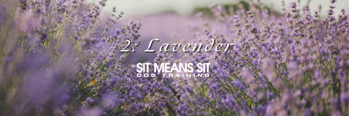Lavender