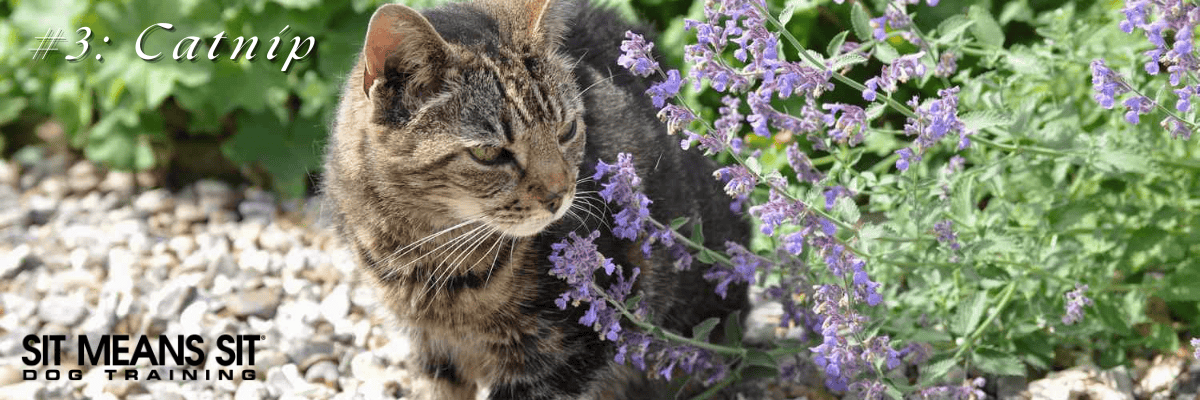 Catnip