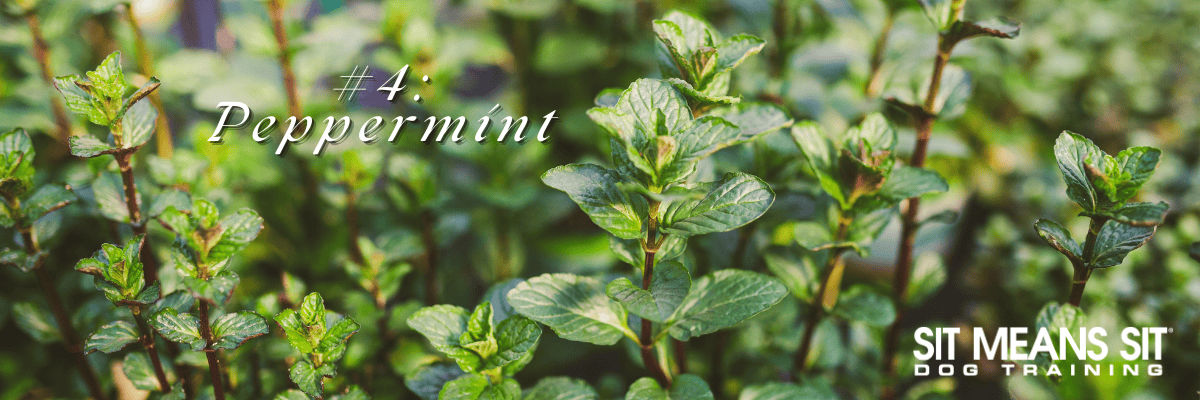 Peppermint
