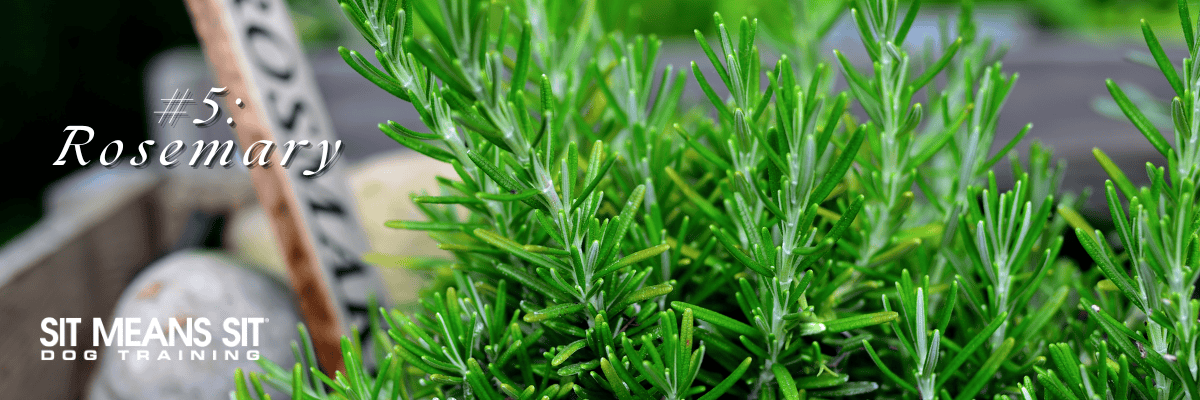 Rosemary