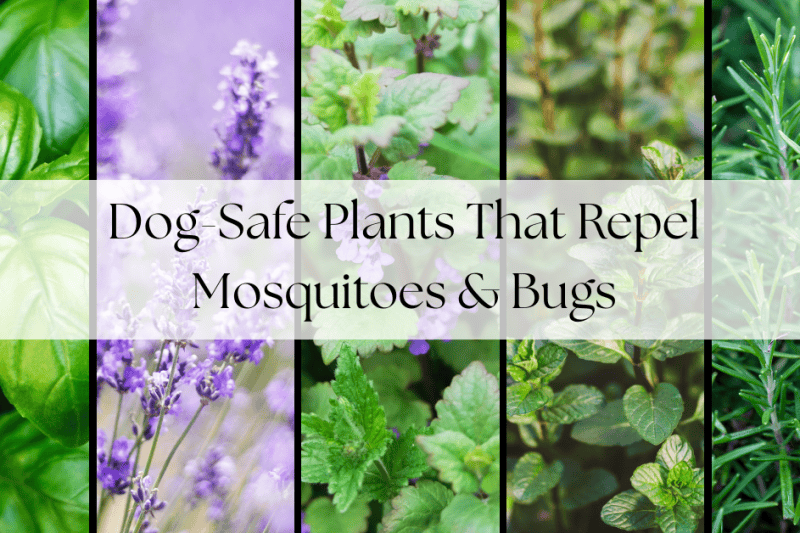 Dog-safe Plants That Repel Mosquitos and Bugs