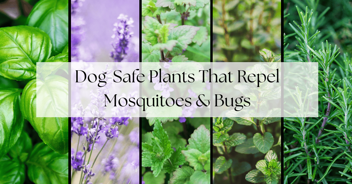 Dog-safe Plants That Repel Mosquitos and Bugs
