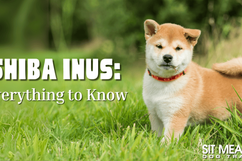 Everything You Need to Know About the Shiba Inu Breed