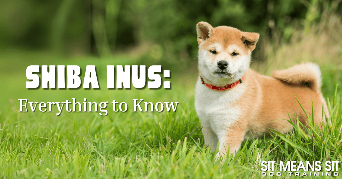 Everything You Need to Know About the Shiba Inu Breed