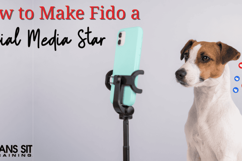 How to Turn Your Pet into a Social Media Star