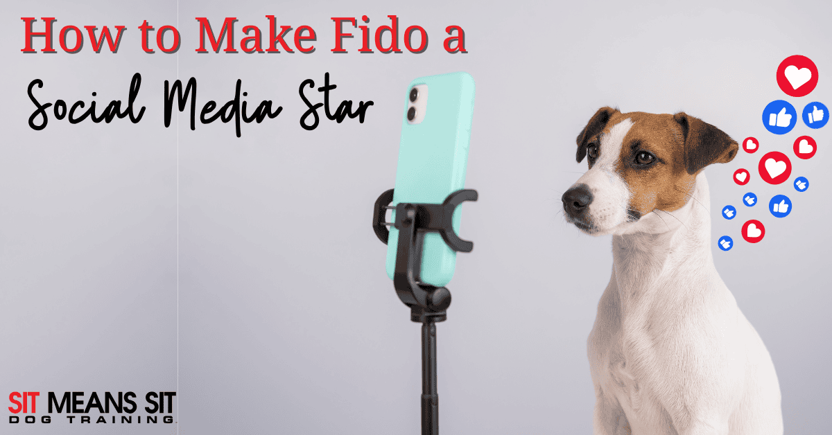How to Turn Your Pet into a Social Media Star