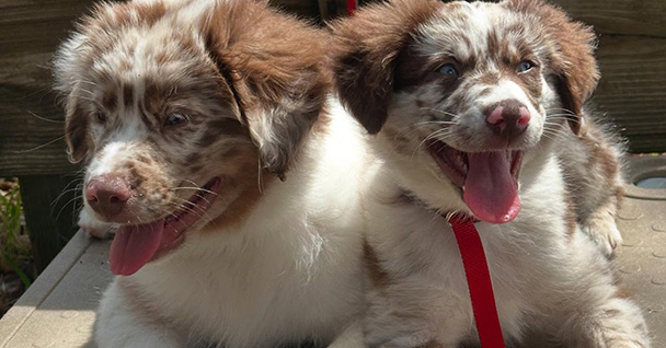 Puppy Preschool