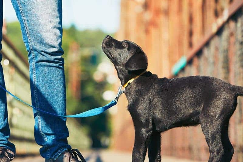 Puppy Preschool