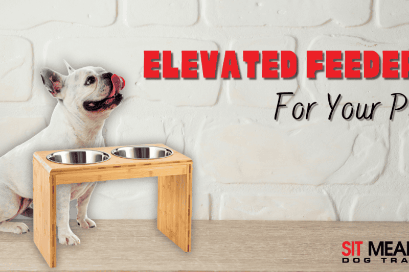 Should I Get an Elevated Feeder for My Dog?