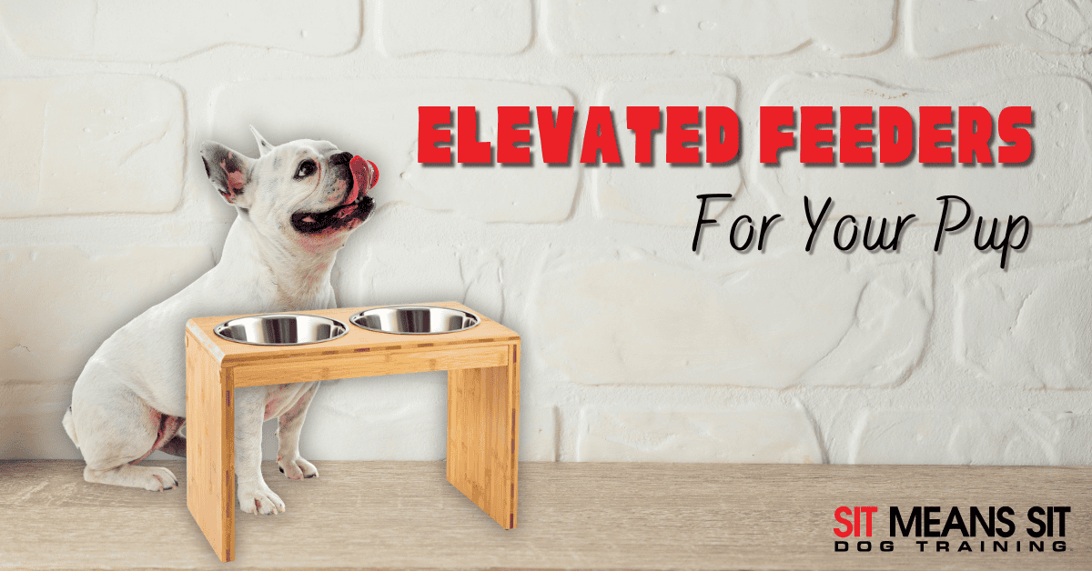 Should I Get an Elevated Feeder for My Dog?