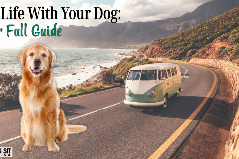 Tips for Van Life with Your Dog