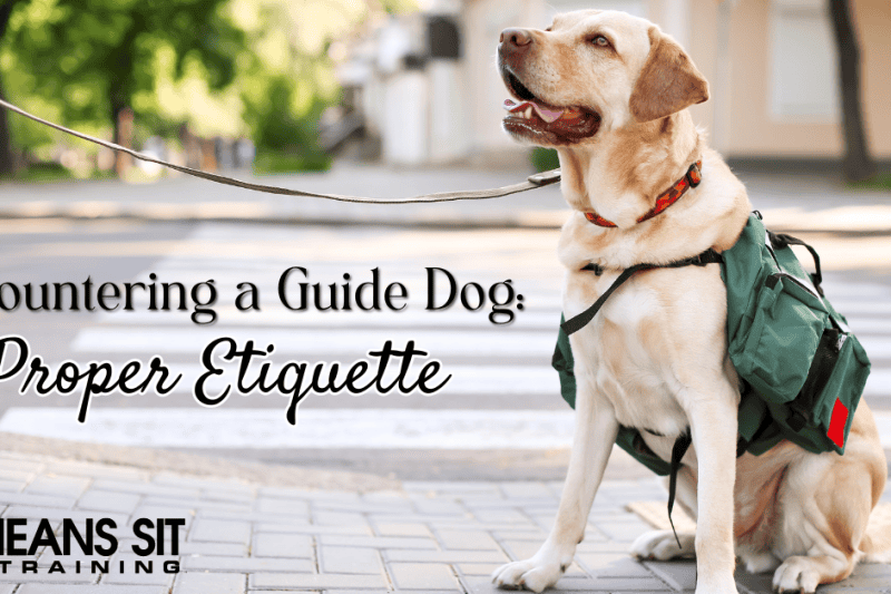 What is the Proper Etiquette When Encountering a Guide Dog