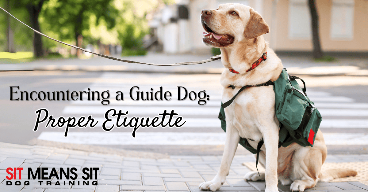 What is the Proper Etiquette When Encountering a Guide Dog