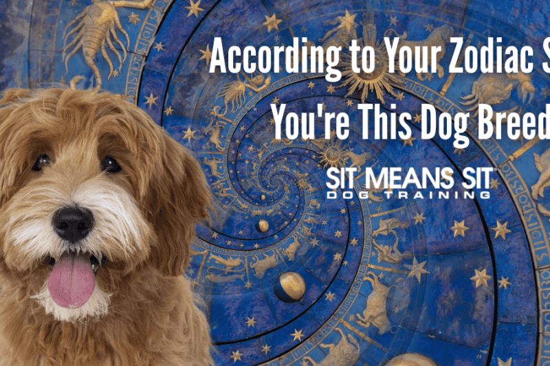 Zodiac dog breed
